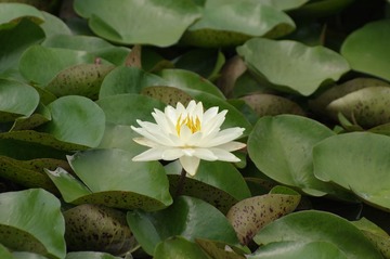 IMGP2458_