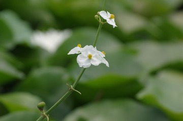 IMGP2459_