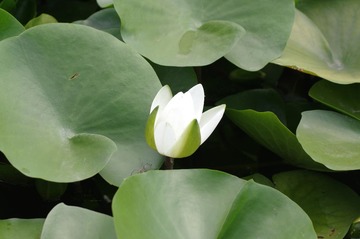 IMGP2461_