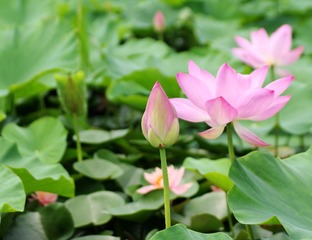 IMGP2466_