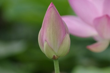 IMGP2467_