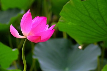 IMGP4723.jpg