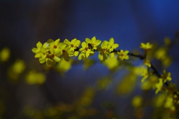 采蜜迎春