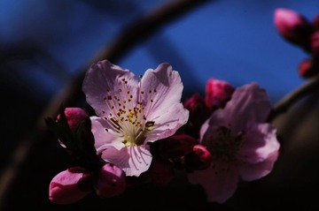 桃花1