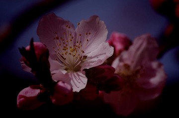 桃花2