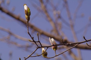 玉兰