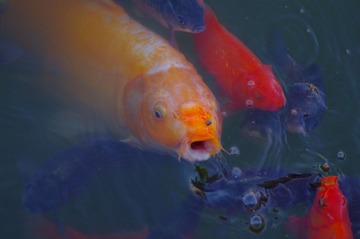 锦鲤