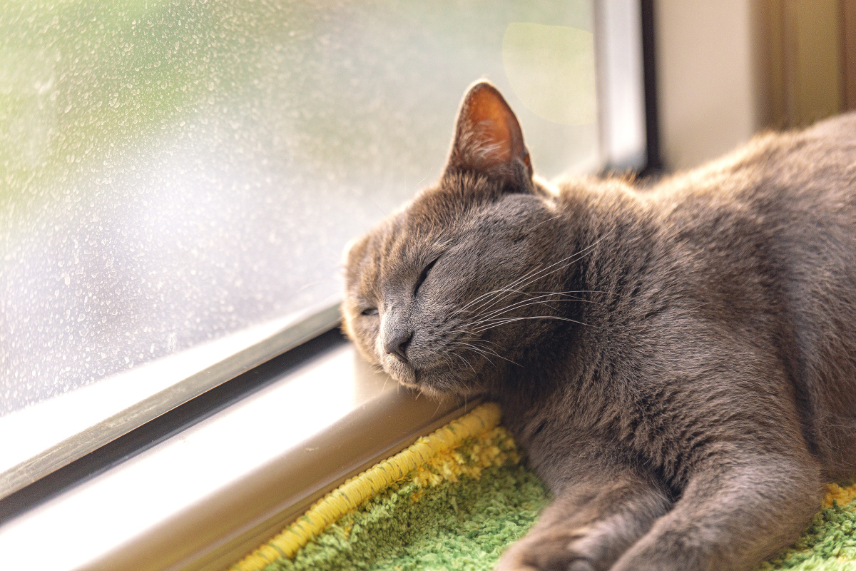 窗边晒太阳的猫