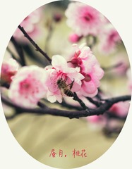 蚕月，桃花