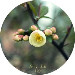 蚕月，未名（白）
