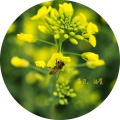 蚕月，油菜
