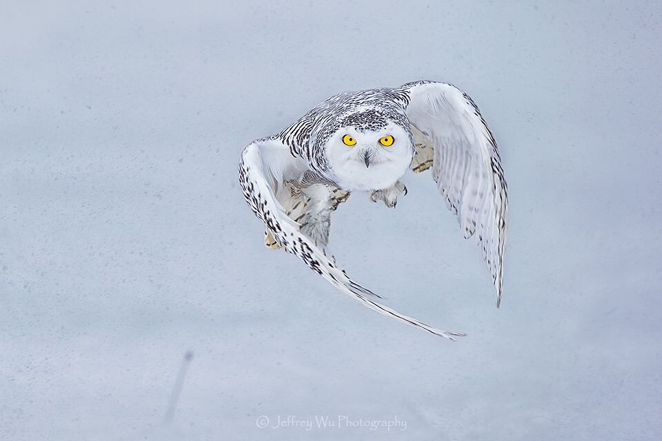 雪猫出击