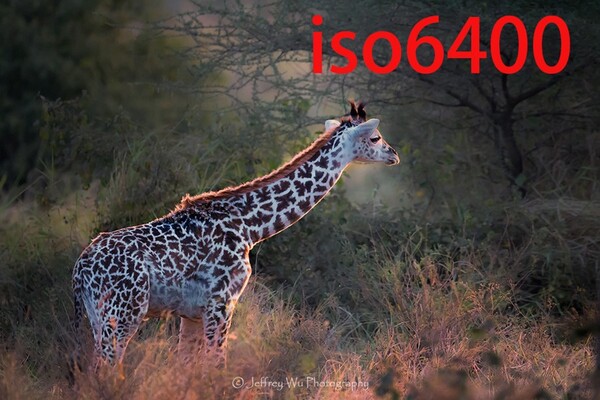 20782150.jpg