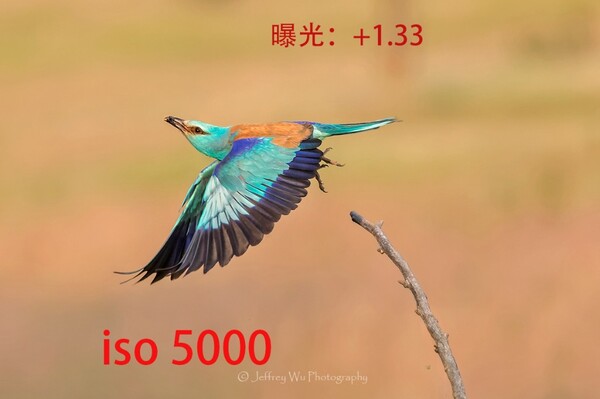 20782163.jpg