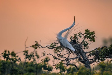 _dx_0893aa