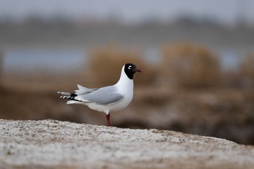 60846