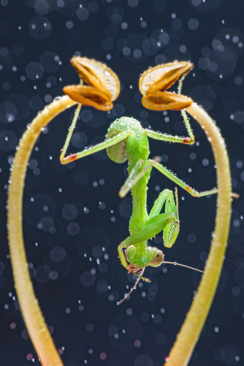 可爱的螳螂 - 花香四季 - 图虫