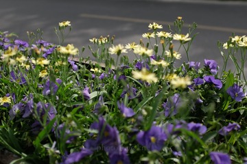 DSCF3621