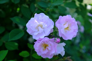 DSCF3782