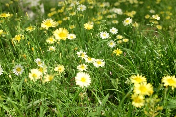 DSCF3593