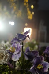 DSCF3171