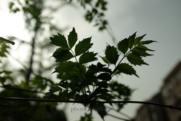 DSCF3573