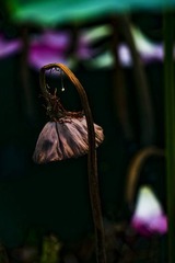 _DS_1833-publish.jpg