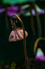 _DS_1833-publish(岁月悠悠).jpg