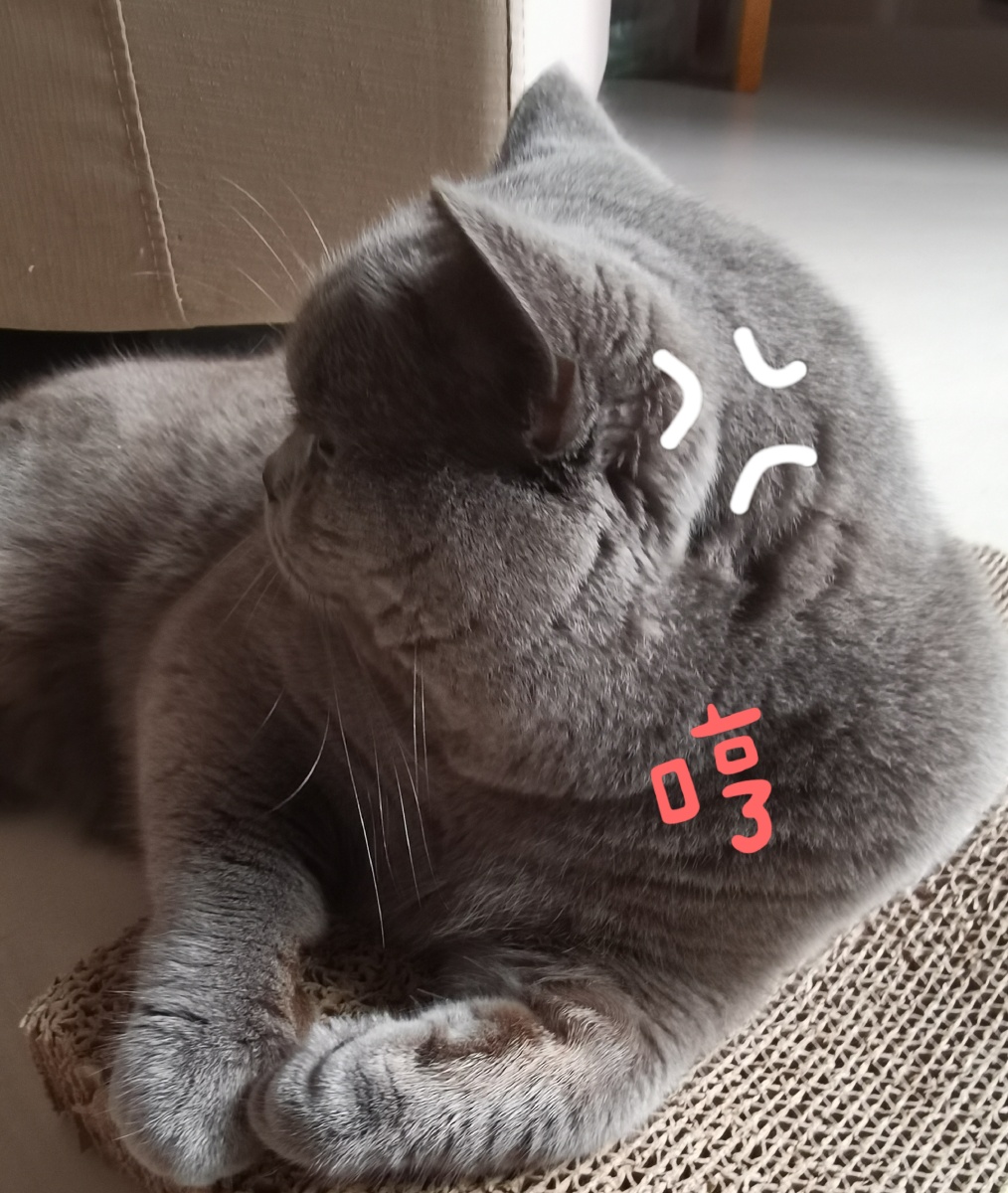 小胖猫的可爱表情包