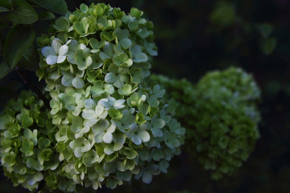绿<br />
绣球花