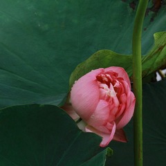 IMG_0711.JPG