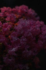 IMG_9639_1.jpg