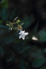 IMG_9715_1.jpg