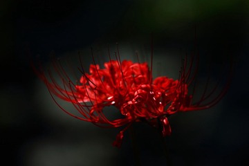 IMG_9734_1.jpg
