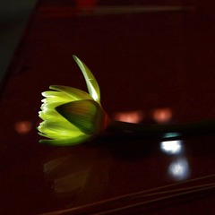 IMG_0545.jpg