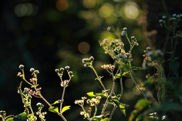 IMG_0850-2.jpg