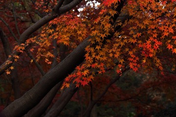 IMG_2097.jpg