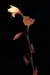 IMG_7266.jpg