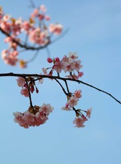 早樱