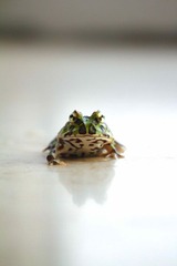 盯