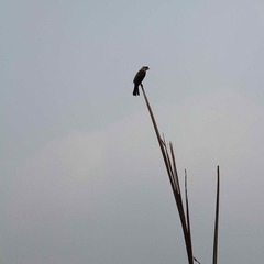 孤