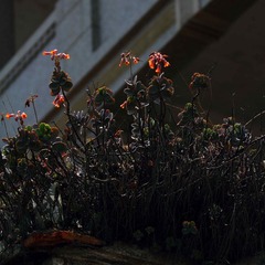 IMG_7125-2