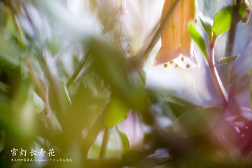 DSC_3712-恢复的