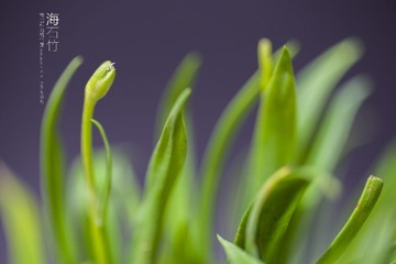 DSC_3808_green