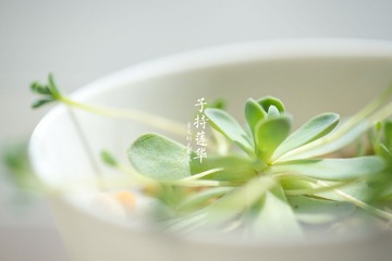 DSC_4808_h
