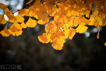 IMG_7437.jpg