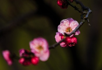 IMG_1921-2