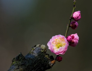IMG_1965-1