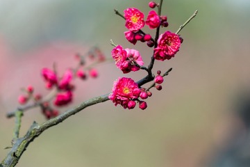 IMG_2135-1