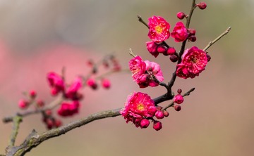 IMG_2136-1